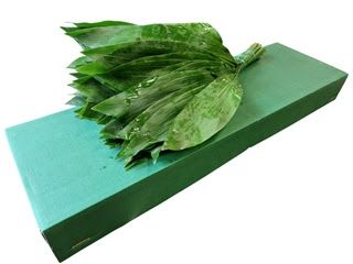 Aspidistra 60cm