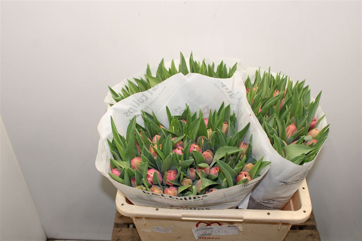 Tulip Double- Columbus (Pink + White) 40cm