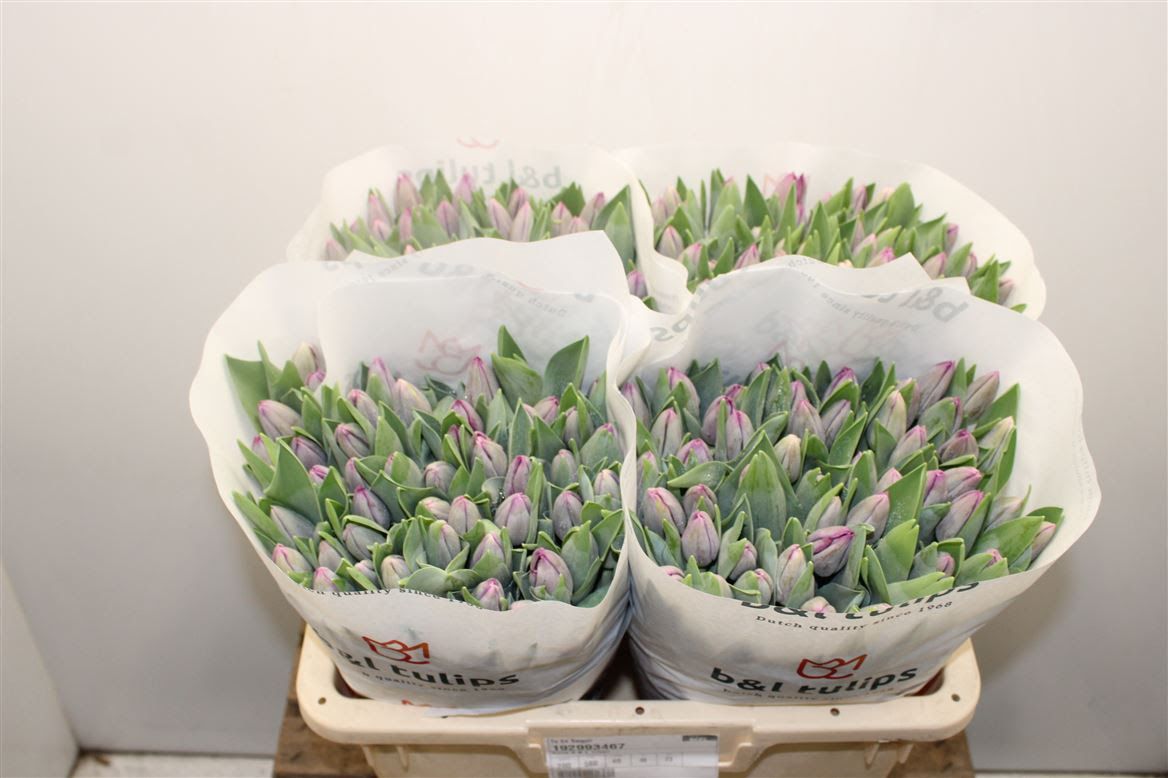 Tulip -Saigon (Purple) 40cm