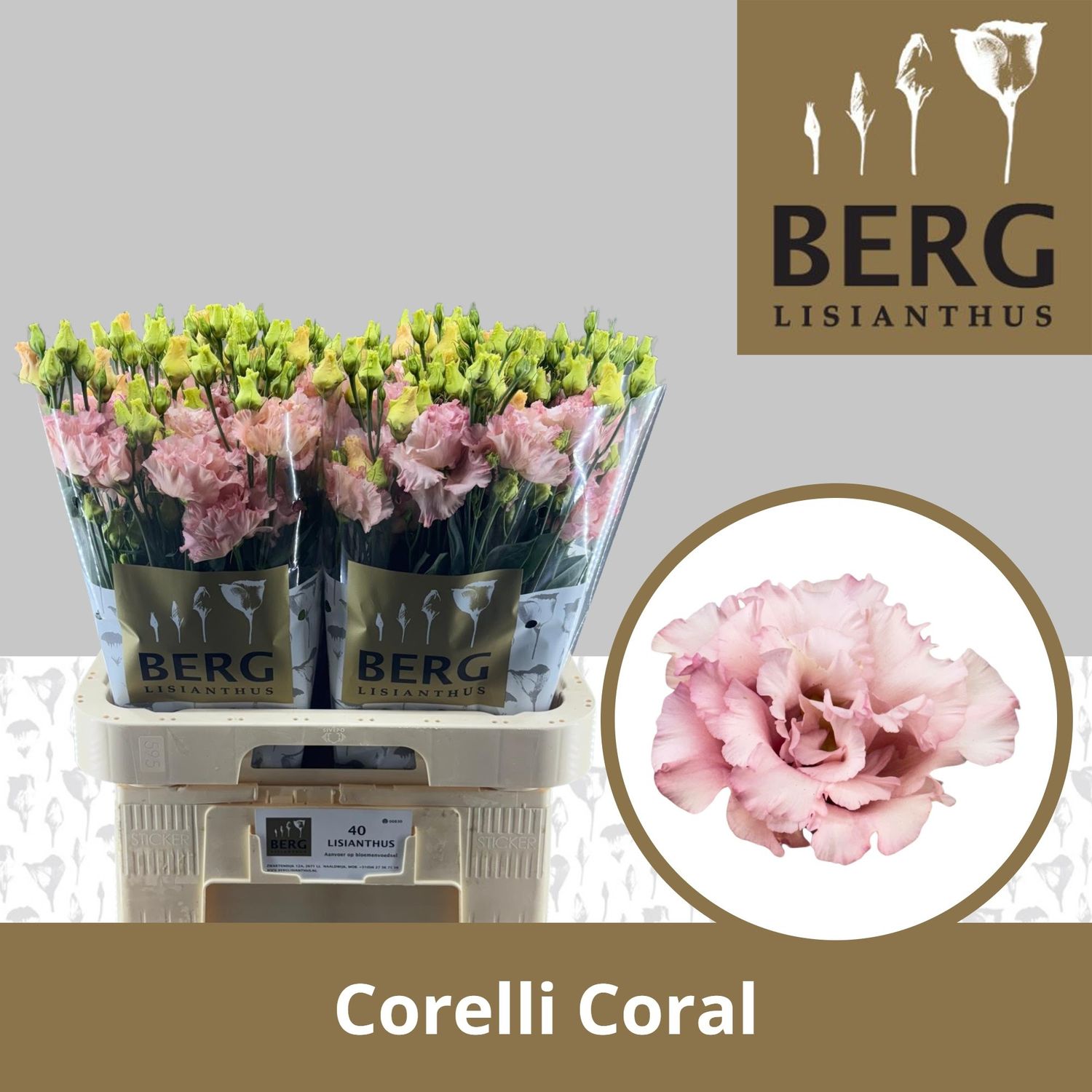 Lisianthus Double-Corelli Coral 70cm