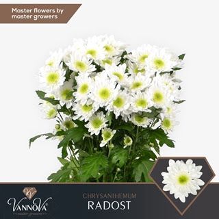 Chrysanthemum- Radost 70cm