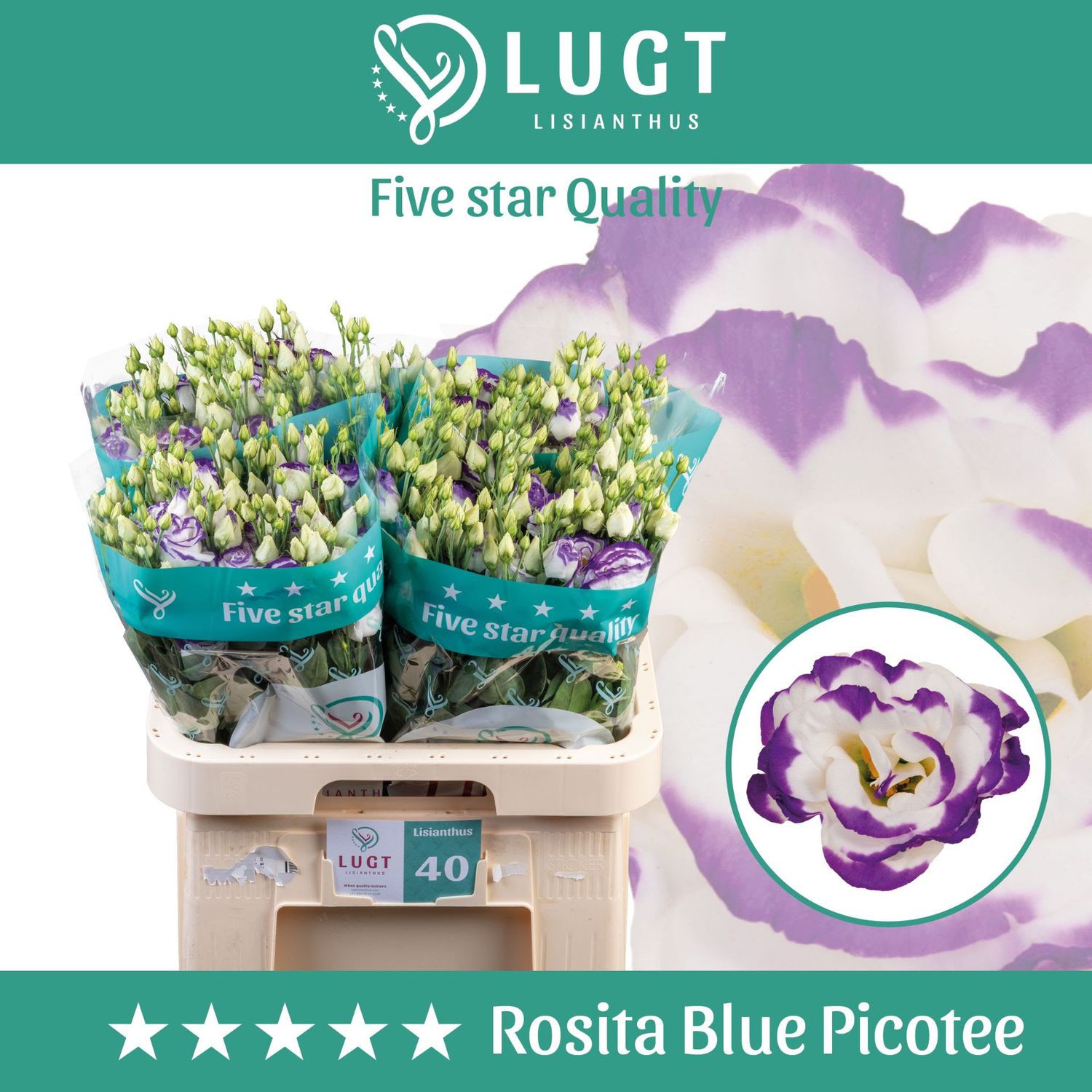 Lisianthus Double-Rosita Blue Picotee 70cm