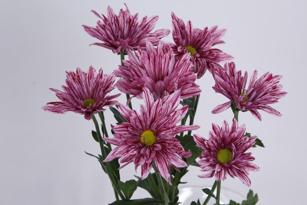 Chrysanthemum- Stellini 70cm