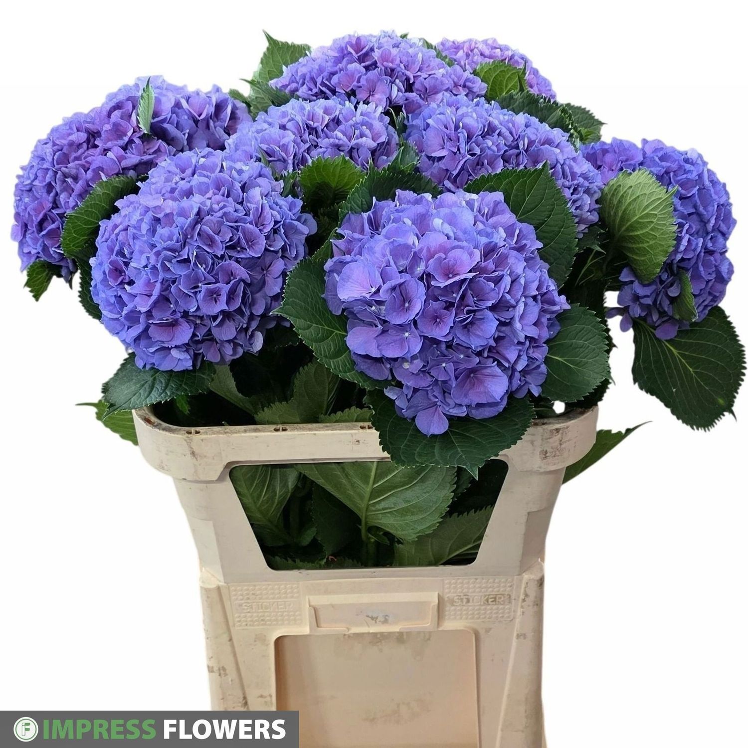Hydrangeas - Opal Blue 60cm