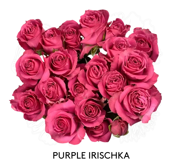 Spray Rose - Purple Irischka 50cm