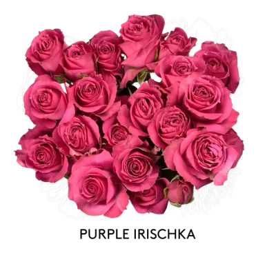 Spray Rose - Purple Irischka 50cm