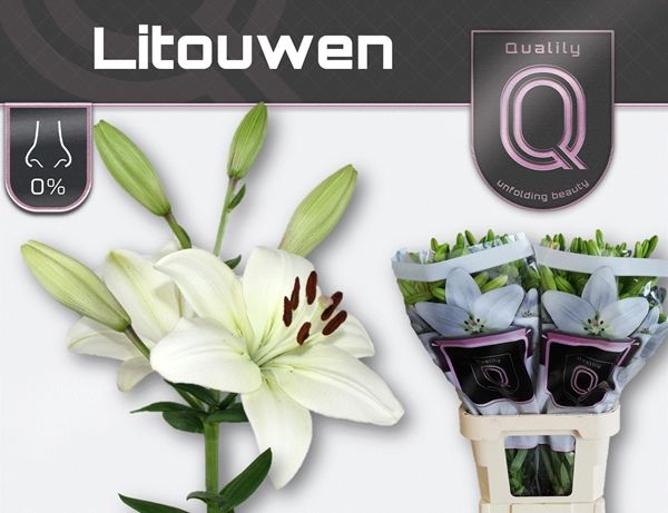 Asiatic Lily - White