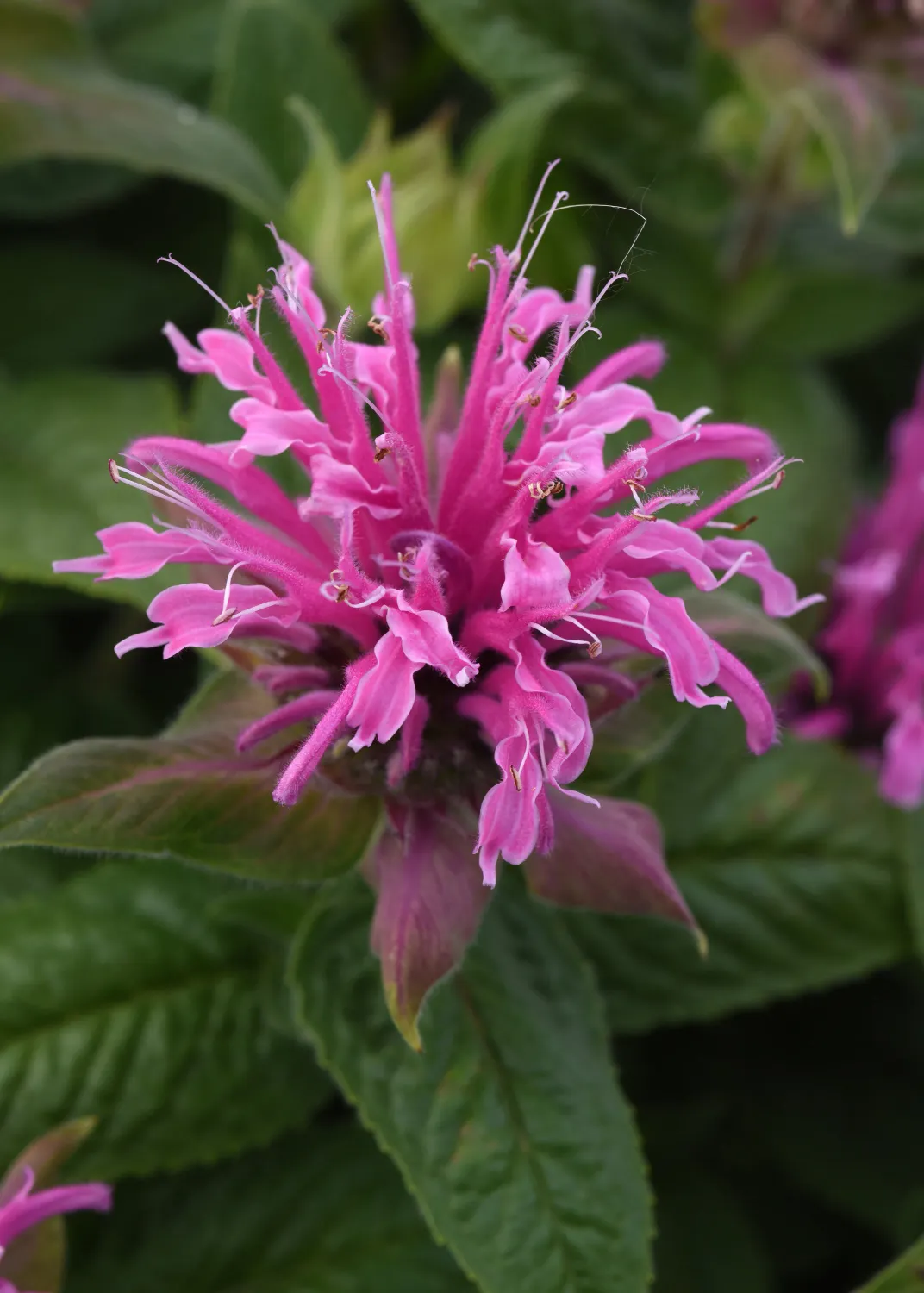 Monarda Hot Pink- 50cm