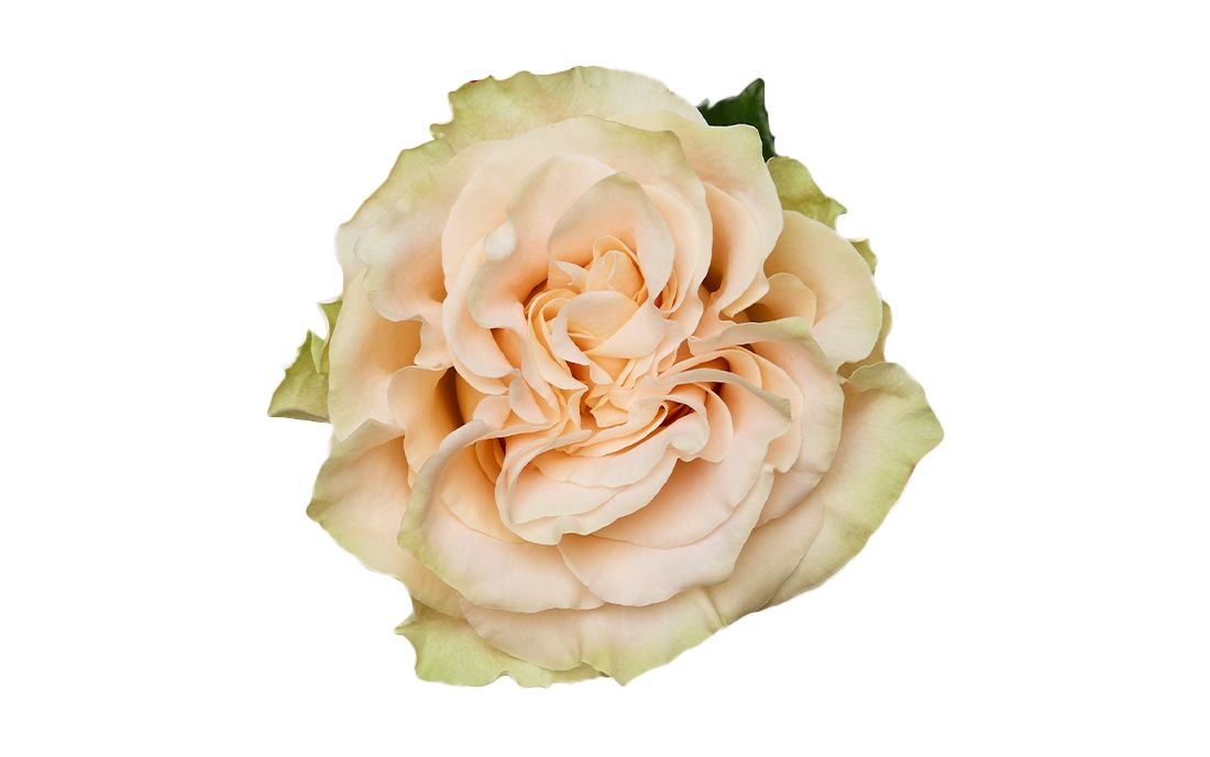 Rose - Exotic Pop 50cm