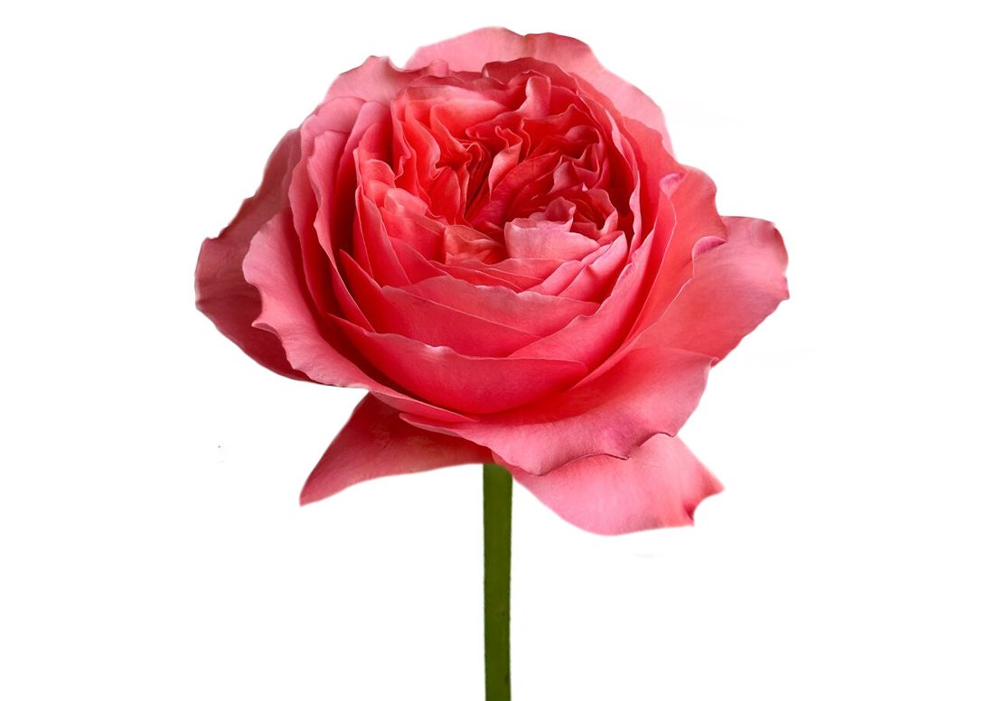 Rose - Candy Xpression 50cm