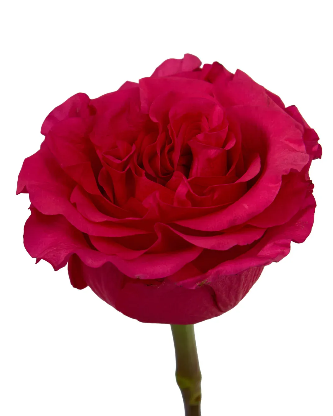 Rose - Exotic Berry 50cm