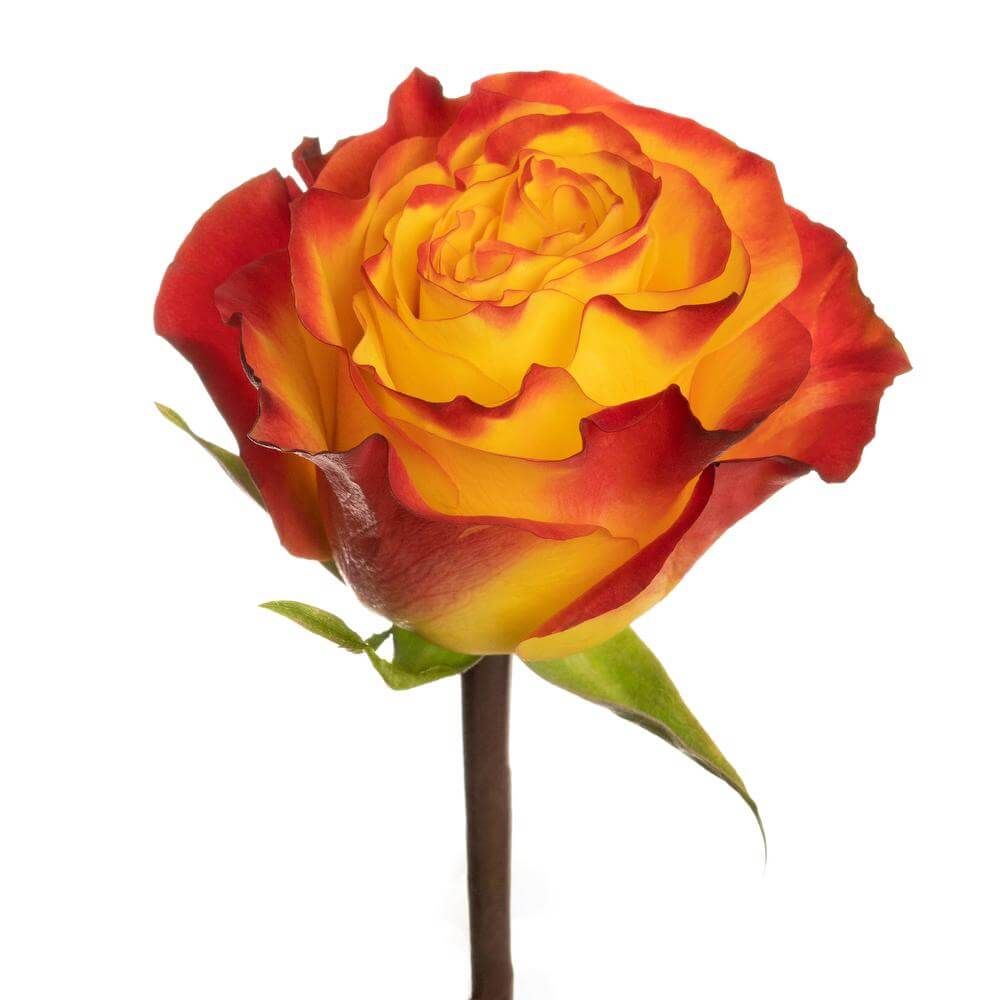 Rose - Newsflash 50cm