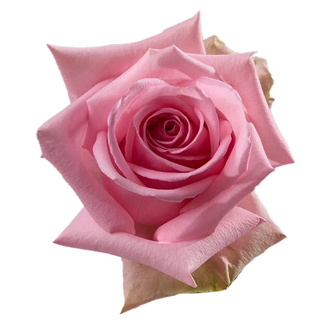 Rose - Sweet Cake 50cm