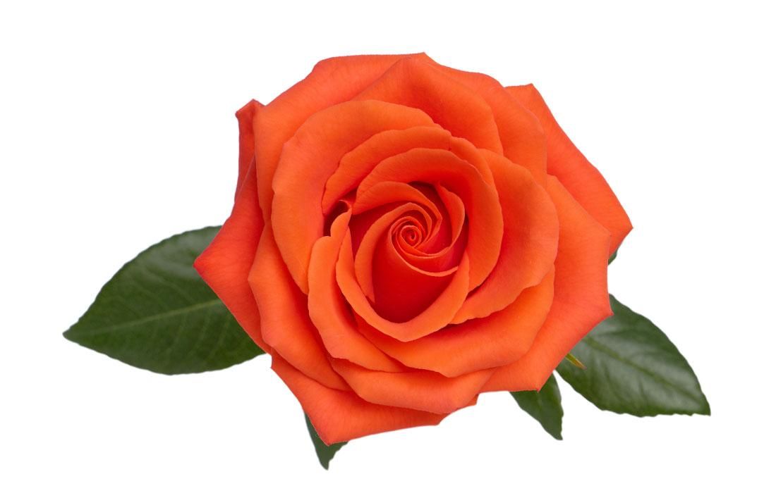 Rose - Dragon Tale 50cm