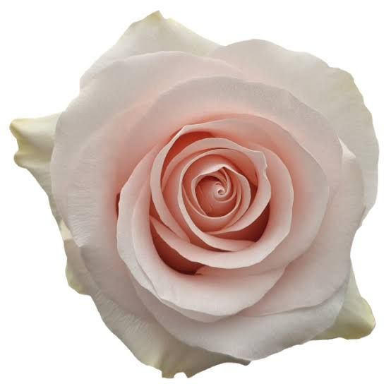 Rose - Sweet Beet 50cm