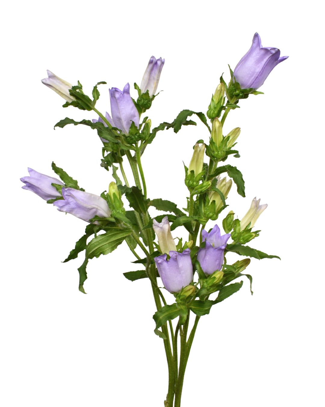 Campanula Lavender 50cm