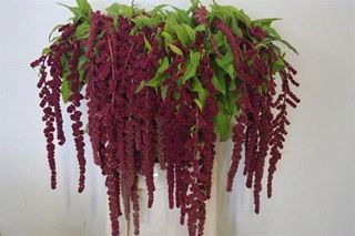 Amaranthus- Trailing Red 70cm