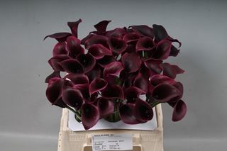 Mini Calla Lilies- Cantor (Deep Purple) 40 cm