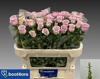 Campanula Campana Pearl Pink 70cm