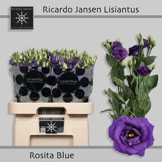 Lisianthus Double-Rosita Blue 70cm
