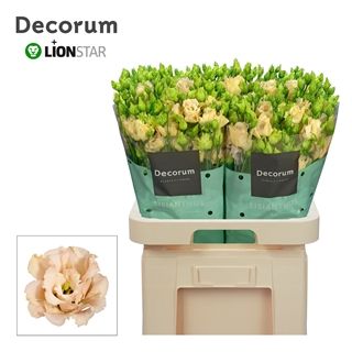 Lisianthus Double- Alissa Light Apricot 70cm