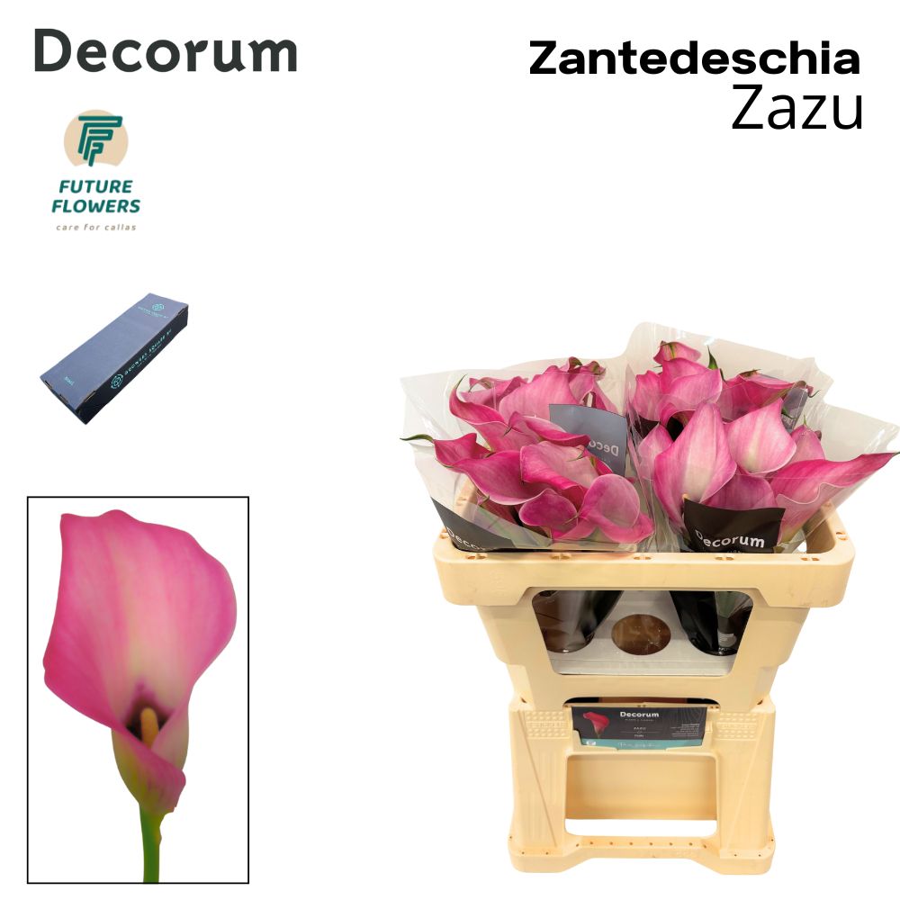 Mini Calla Lilies- Zazu (Pink) 50 cm