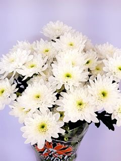 Dutch Chrysanthemum- Bonita 70cm (5 stems)