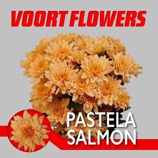Dutch Chrysanthemum- Pastela Salmon 70cm (5 stems)