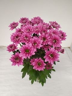 Dutch Chrysanthemum- Prada 70cm (5 stems)