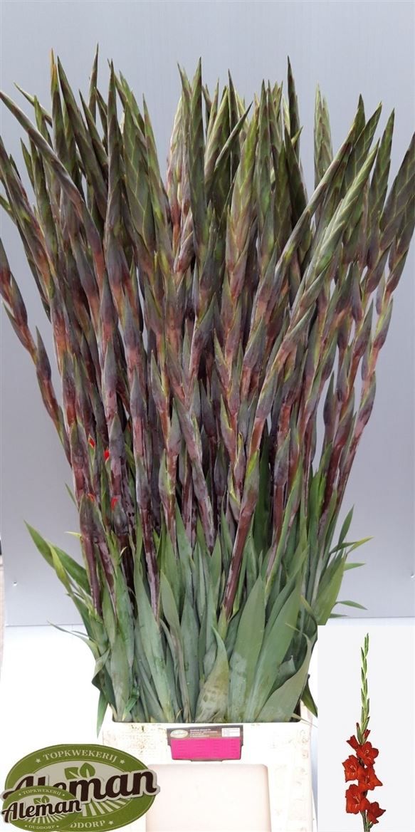Gladiolus - Chinon (Red) 120cm (5 stems)