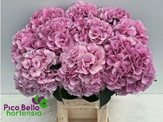 Hydrangea- My Beautiful Vienna 60cm (PER STEM)