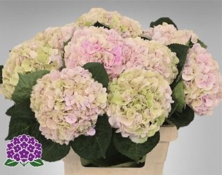 Hydrangea- My Beautiful Matcha 60cm (PER STEM)