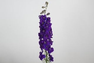 Larkspur 70cm Blue