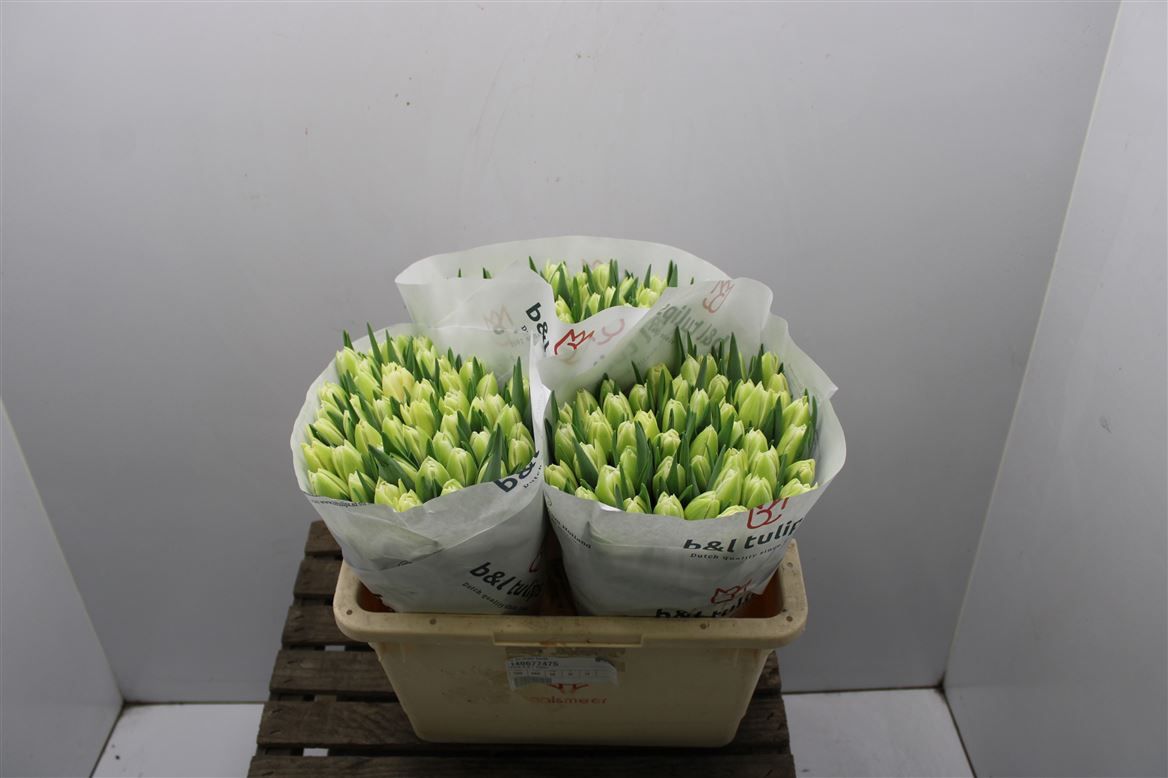 Tulip Double- Avant Garde (Cream) 38cm