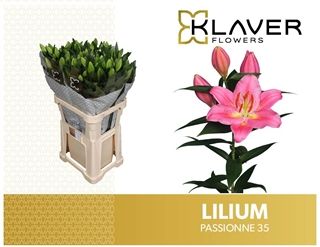 Oriental Lily - Passione (Pink) 85cm
