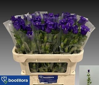 Campanula Champion Blue 70cm