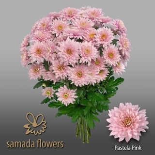 Dutch Chrysanthemum- Pastela Pink 70cm (5 stems)