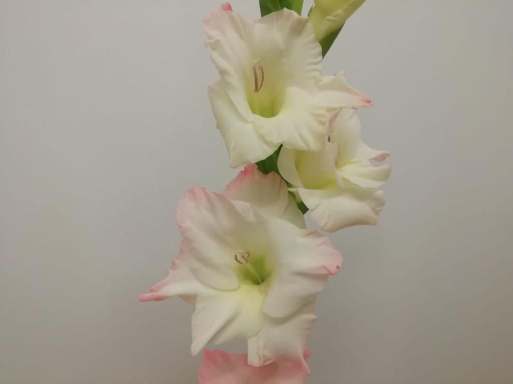 Gladiolus - Careless 120cm (Pastel Pink/Cream) (5 stems)