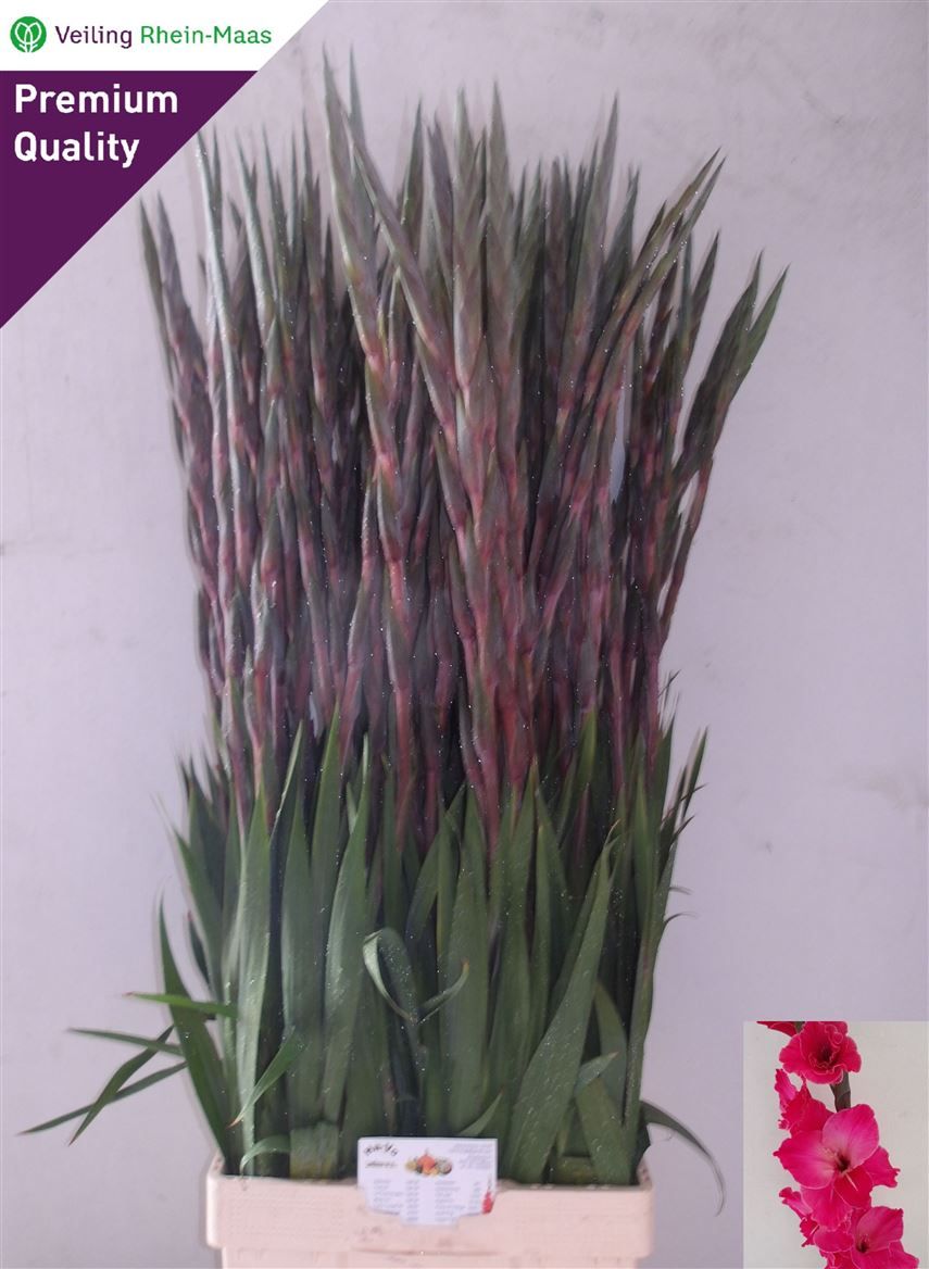 Gladiolus - Fairytale Pink 120cm (5 stems)