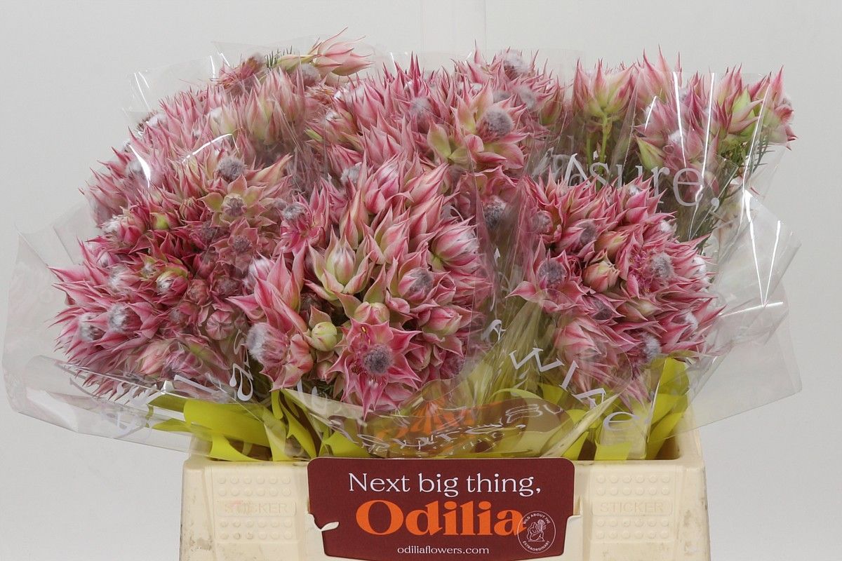Protea- Serruria Sugar Spice (Blush Pink) 40cm