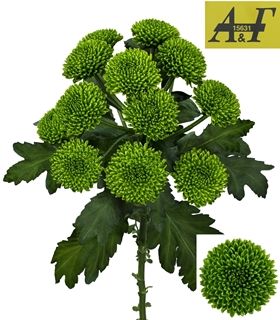 Dutch Chrysanthemum- Chikorita 70cm (5 stems)