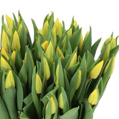 Tulip -Yellow Flight (Yellow) 40cm