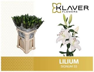 Oriental Lily - Signum (White) 75cm