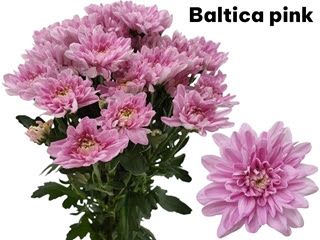 Dutch Chrysanthemum- Baltica Pink 70cm (5 stems)