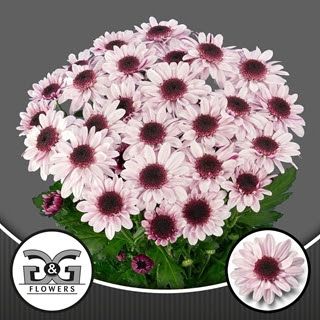 Dutch Chrysanthemum- Stresa 70cm (5 stems)