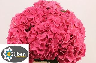 Hydrangea Rodeo 60cm (PER STEM)