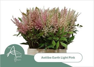 Astilbe - Earth Light (Pink) 50cm