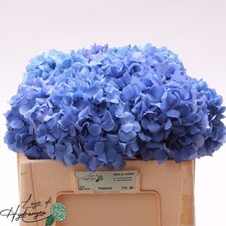 Hydrangea Pimpernel 50cm (PER STEM)
