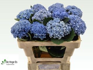 Hydrangea Pimpernel 50cm (PER STEM)