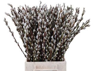 (Salix) Pussy Willow 70cm